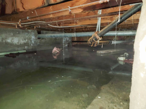 Best Mold removal after water damage  in Postville, IA